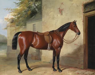 Saddled Brown Horse